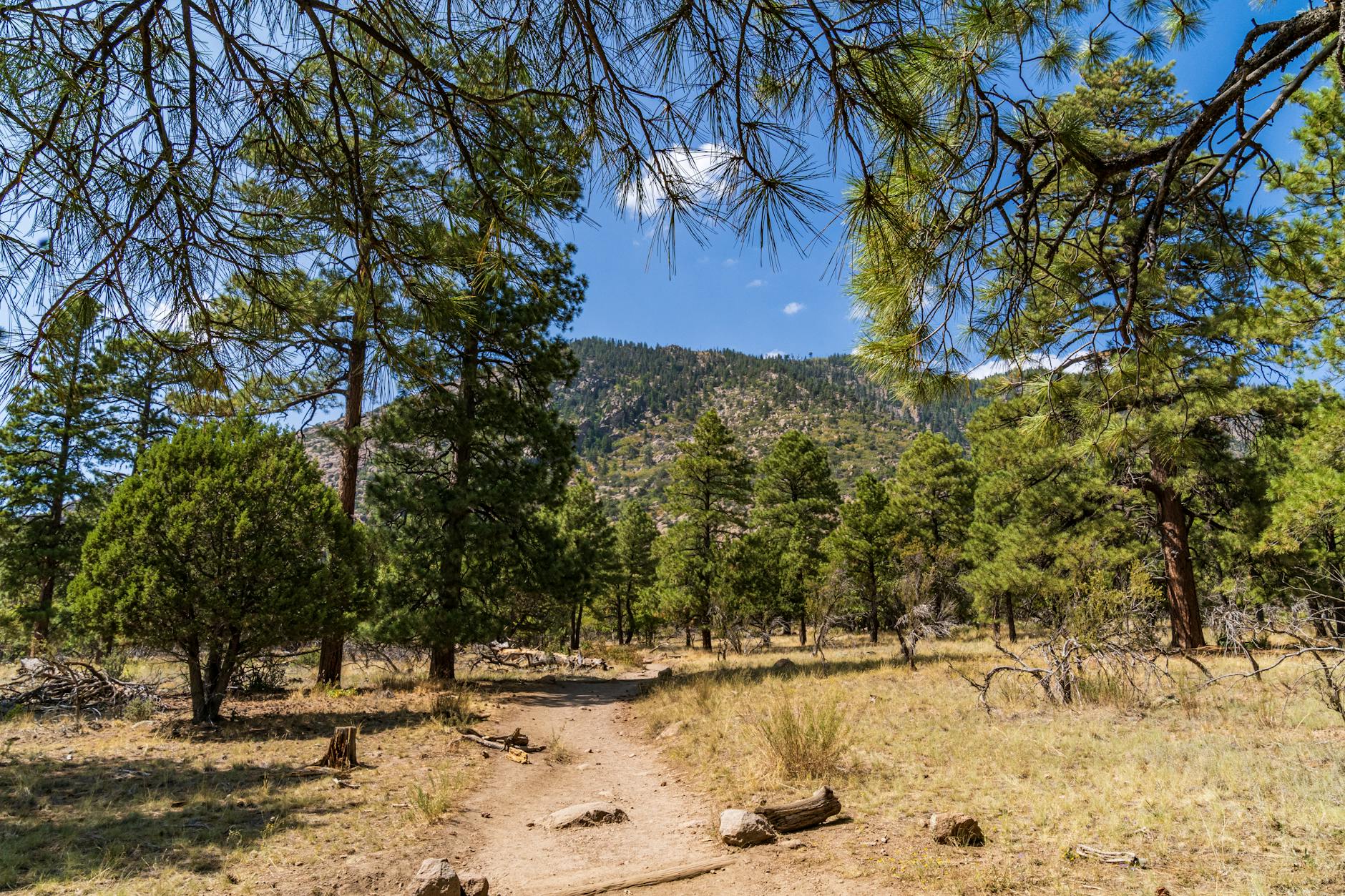 Leśna ścieżka wśród wysokich sosen w słoneczny dzień