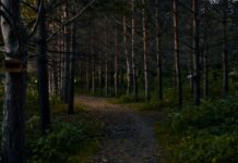 Ciche parki krajobrazowe w Polsce: 5 alternatyw dla zatłoczonych parków narodowych Leśna ścieżka wśród wysokich sosen w spokojnym parku krajobrazowym