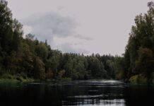 5 rzek w centralnej Polsce, o których zapomnieli masowi turyści Spokojna rzeka otoczona bujnym lasem pod pochmurnym niebem